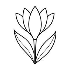 crocus flower outline line art