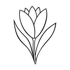 crocus flower outline line art