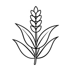 lavender flower outline vector art