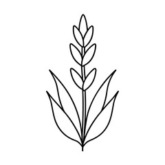 lavender flower outline vector art