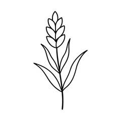 lavender flower outline vector art