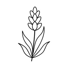 lavender flower outline vector art