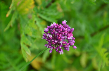 Fototapeta premium Close-up of a vibrant purple Allium flower in full bloom