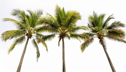 coconut trees cocos palm isolated on white background