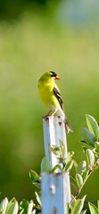 golden finch on a post