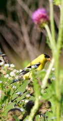 golden finch on a branch 