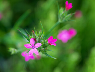Beautiful close-up of dianthus armeria