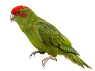 A vibrant green parrot with a striking red head is isolated on transparent background