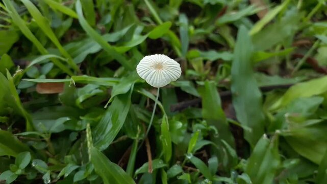 A small wild mushroom grows among the grass in the yard. Parasola plicatilis, commonly known as the pleated inkcap, is a small saprotrophic mushroom.