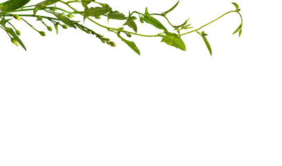 Bindweed sprigs with green leaves and buds in a top arrangement isolated on white or transparent background