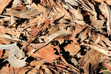 Shed bark of various eucalypts, South Australia