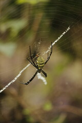 Spider on its web, nature macro, close-up, intricate web, natural pattern