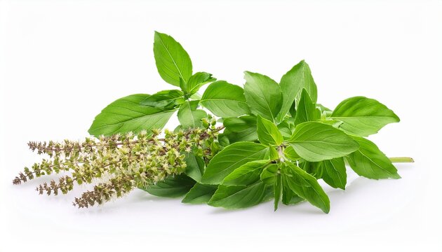 holy basil leaves and flowers isolated on white background for culinary and medicinal uses holy basil ocimum sanctum leaf isolated on white background