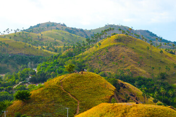 Beautiful view of Sylvia Hill, Labuan Bajo, Indonesia. The green expanse of the hill.