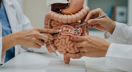 Medical students examining a digestive system model