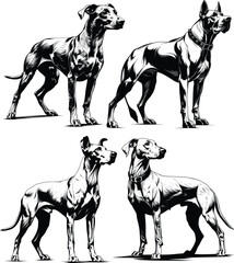Four Dogs Standing Group Formation Black White Line Art
