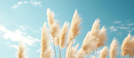 A stretch of pampas grass sways gently in the breeze
