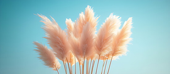 A stretch of pampas grass sways gently in the breeze