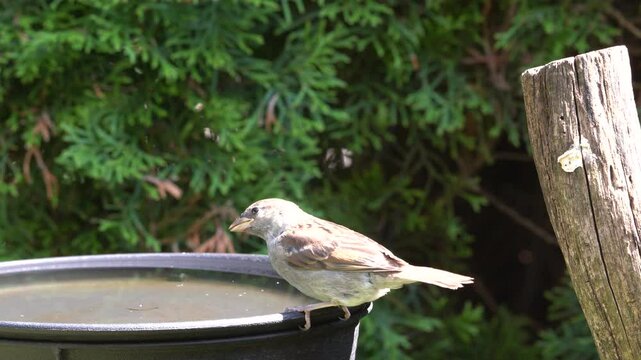 sparrow drinks water in the garden