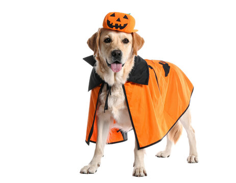 Golden retriever dog in Halloween pumpkin costume with cape and hat, happy expression