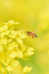 ホバリングして菜の花の花粉を集めに来たミツバチ