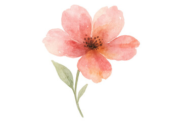 Delicate pink cosmos flower watercolor painting, perfect for adding a touch of nature to designs with its transparent background