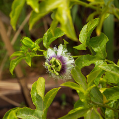 Passionflower flower of unusually beautiful structure and beauty