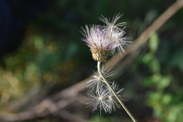 galactites tormentosa