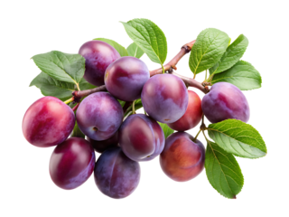 A delectable bunch of ripe plums on the branch with fresh leaves