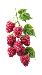 A beautiful and vibrant image of a branch loaded with fresh raspberries