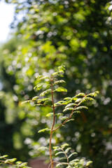Sequoioideae  Branch with Green Leaves Against Blurred Foliage Background