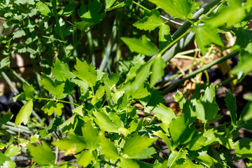 Lovage and Onion Plants in Garden Bed