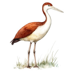Jacana Close Up, watercolor painting vector, isolated on a white background.