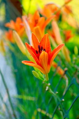 Orange Daylilies in Bright Sunlight