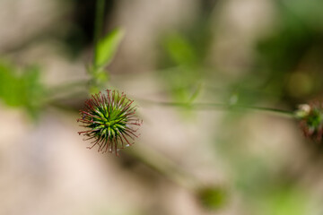 Seedhead with Red Spikes, Close-up