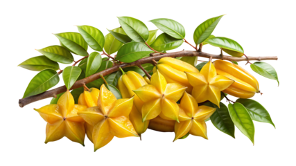 Still life of star fruits on a branch against a white background