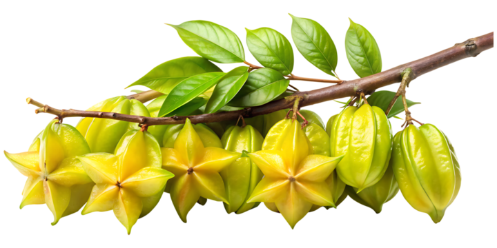 A Branch Filled with Star Fruit and Green Leaves Against White Background