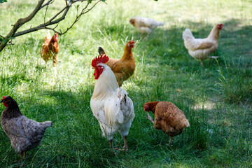 Chickens and Rooster in Grassy Area