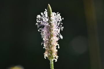 plantago media stepposa