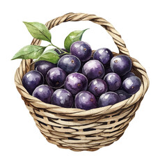 Jabuticaba Fruit Basket, watercolor vector, isolated on a white background.