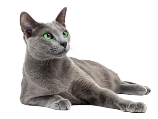 A grey russian blue cat with bright green eyes lies down, isolated on transparent background