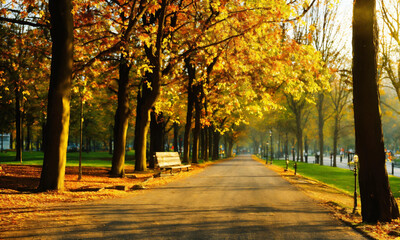 Fototapeta premium autumn trees in the park in autumn