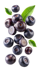 A vibrant and delicious display of fresh blueberries with leaves on white