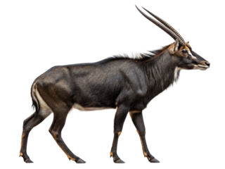 A defassa waterbuck walks, its full body visible, isolated on transparent background