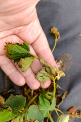 dry leaves and berries of strawberries, Strawberry leaves disease A hand holds a strawberry plant,...