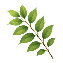 Obraz premium Green Leaves Branch Beautiful Plant Natural Design Transparent Background