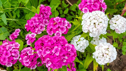 Obraz premium A vibrant display of pink and white flowers surrounded by lush green leaves. garden garden, organic berries