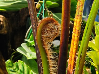 Roll of young fern leaves.