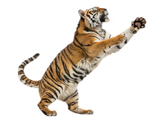 Obraz premium A powerful tiger leaps dynamically, isolated on transparent background