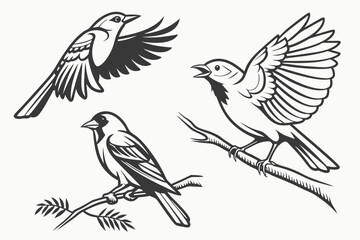 Fototapeta premium set of birds